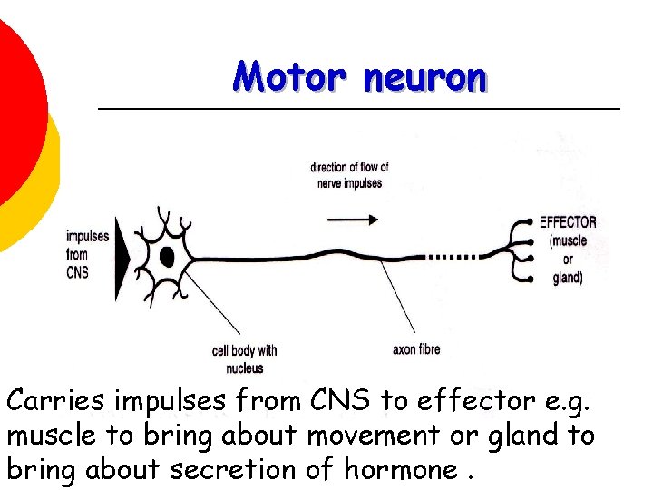 Motor neuron Carries impulses from CNS to effector e. g. muscle to bring about