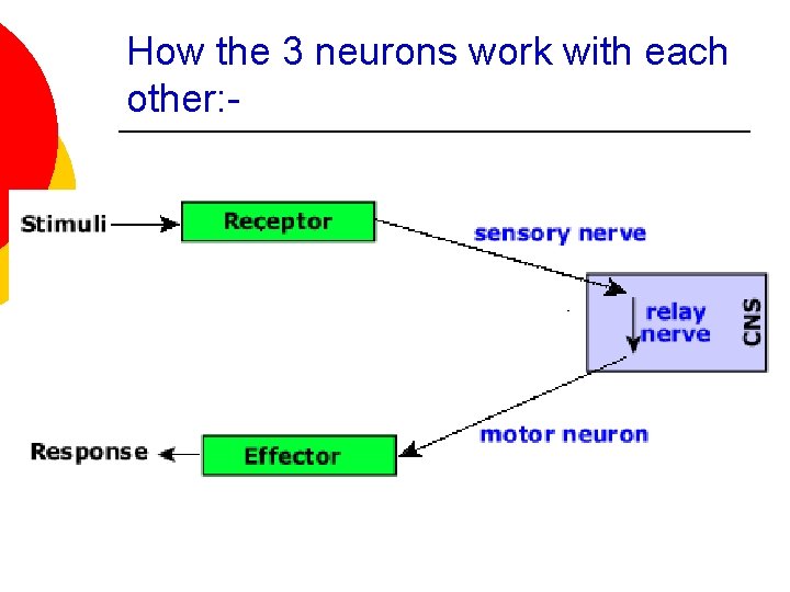 How the 3 neurons work with each other: - 