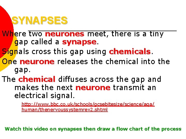 SYNAPSES Where two neurones meet, there is a tiny gap called a synapse Signals