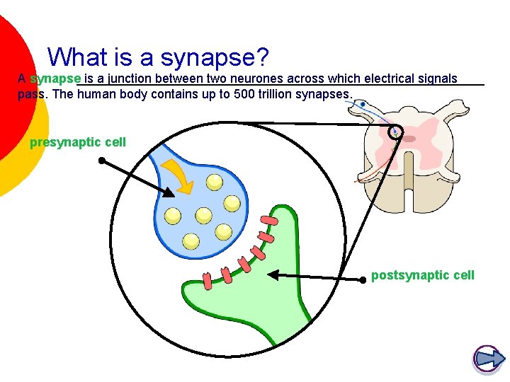 What is a synapse? A synapse is a junction between two neurones across which