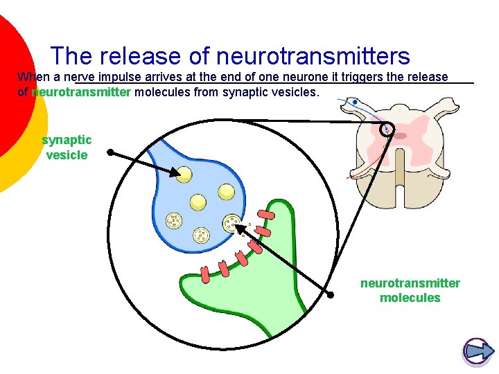 The release of neurotransmitters When a nerve impulse arrives at the end of one