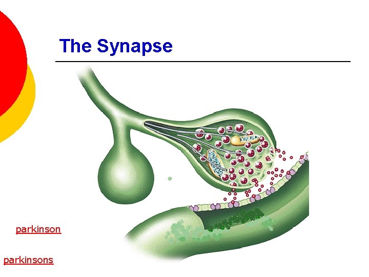 The Synapse parkinsons 