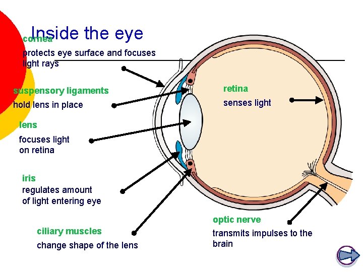 Inside the eye cornea protects eye surface and focuses light rays suspensory ligaments retina