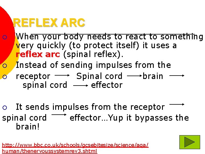 REFLEX ARC ¡ ¡ ¡ When your body needs to react to something very