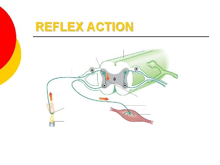 REFLEX ACTION 