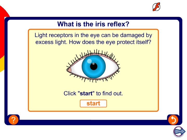 The iris reflex 