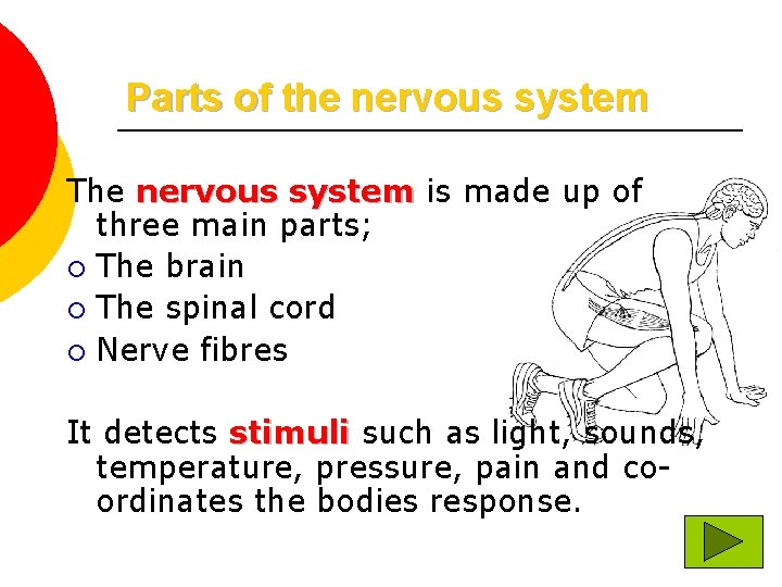 Parts of the nervous system The nervous system is made up of three main