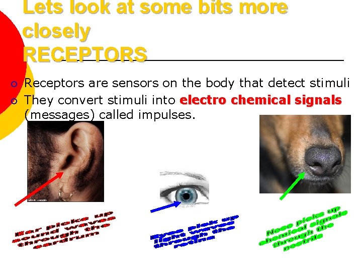 Lets look at some bits more closely RECEPTORS ¡ ¡ Receptors are sensors on