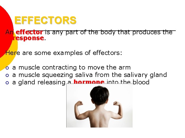 EFFECTORS An effector is any part of the body that produces the response Here