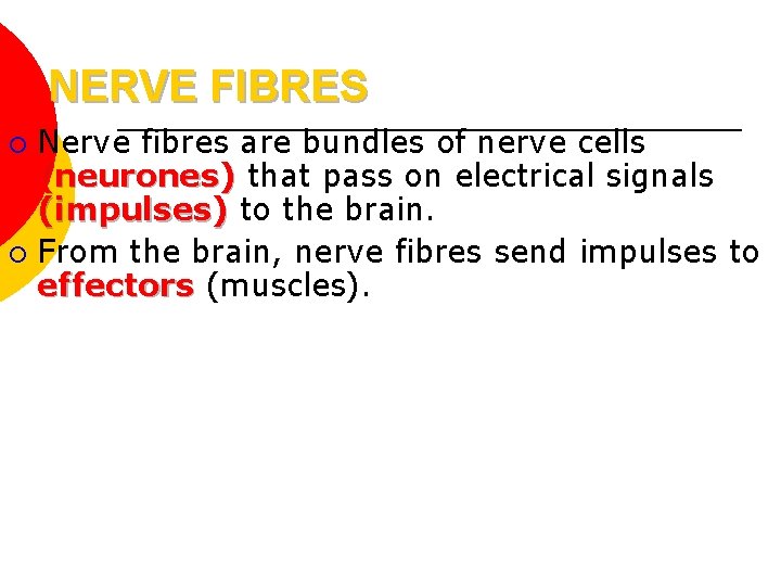 NERVE FIBRES Nerve fibres are bundles of nerve cells (neurones) that pass on electrical