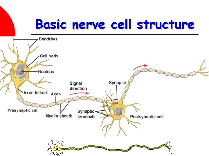 Basic nerve cell structure 