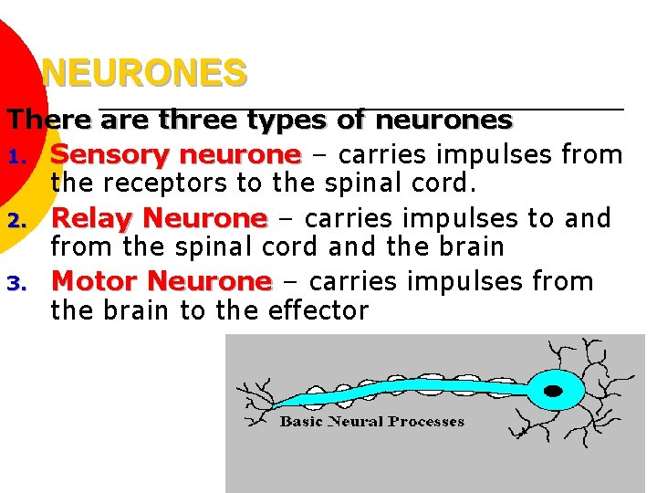NEURONES There are three types of neurones 1. Sensory neurone – carries impulses from