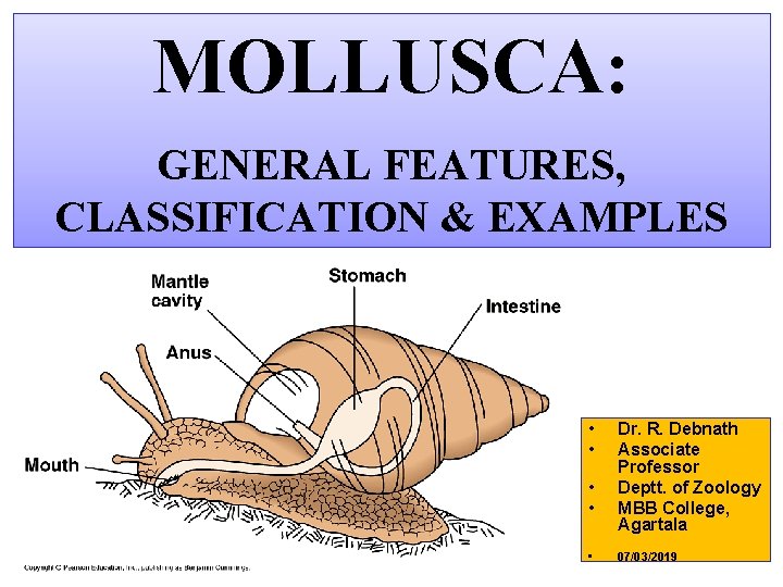 MOLLUSCA: GENERAL FEATURES, CLASSIFICATION & EXAMPLES • • • Dr. R. Debnath Associate Professor