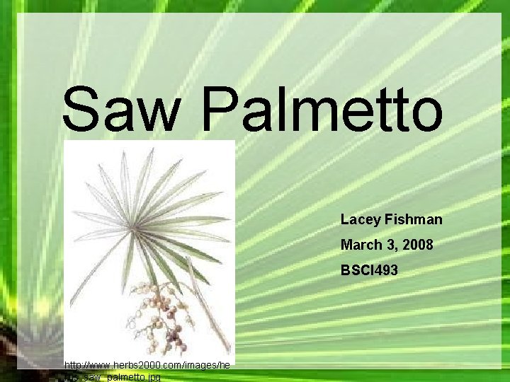 Saw Palmetto Lacey Fishman March 3, 2008 BSCI 493 http: //www. herbs 2000. com/images/he