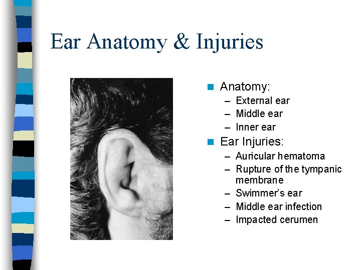 Ear Anatomy & Injuries n Anatomy: – External ear – Middle ear – Inner