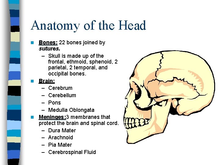 Anatomy of the Head Bones: 22 bones joined by sutures. – Skull is made