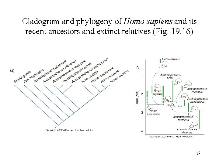 Cladogram and phylogeny of Homo sapiens and its recent ancestors and extinct relatives (Fig.