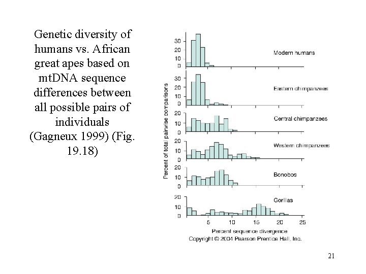 Genetic diversity of humans vs. African great apes based on mt. DNA sequence differences