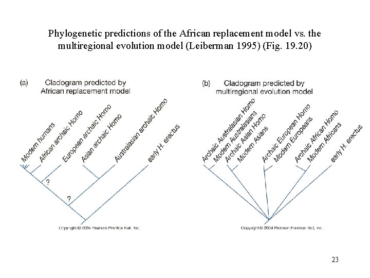 Phylogenetic predictions of the African replacement model vs. the multiregional evolution model (Leiberman 1995)