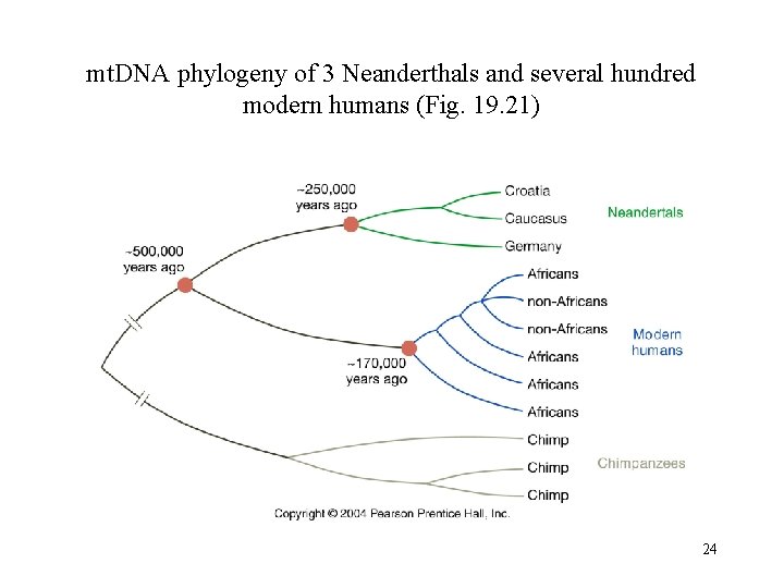mt. DNA phylogeny of 3 Neanderthals and several hundred modern humans (Fig. 19. 21)