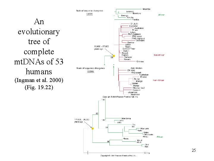 An evolutionary tree of complete mt. DNAs of 53 humans (Ingman et al. 2000)