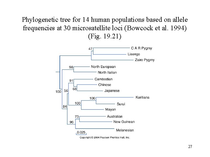 Phylogenetic tree for 14 human populations based on allele frequencies at 30 microsatellite loci