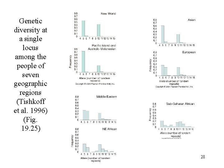 Genetic diversity at a single locus among the people of seven geographic regions (Tishkoff