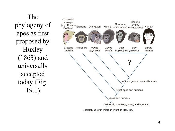 The phylogeny of apes as first proposed by Huxley (1863) and universally accepted today