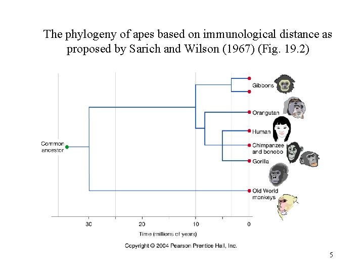 The phylogeny of apes based on immunological distance as proposed by Sarich and Wilson