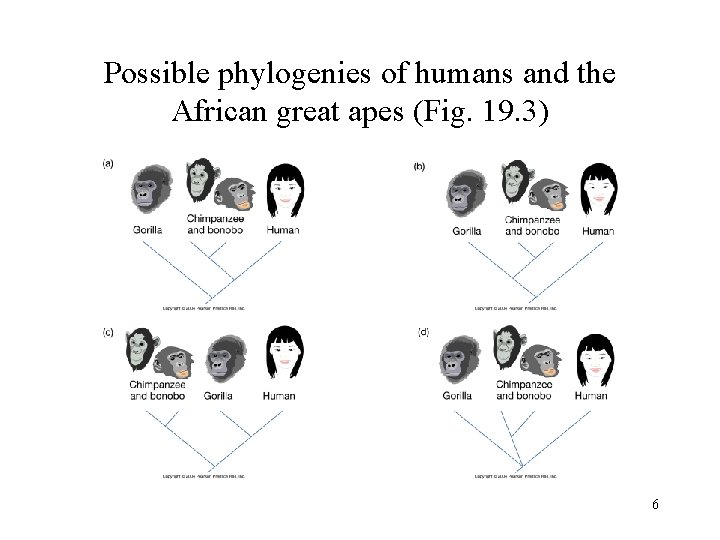 Possible phylogenies of humans and the African great apes (Fig. 19. 3) 6 