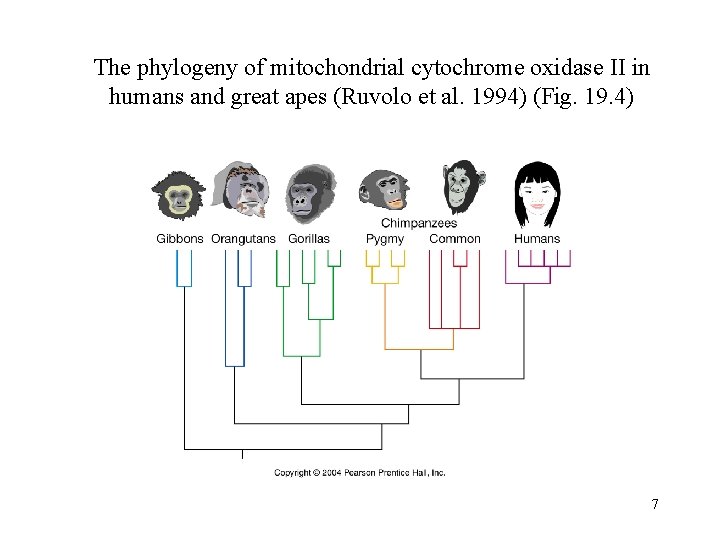 The phylogeny of mitochondrial cytochrome oxidase II in humans and great apes (Ruvolo et
