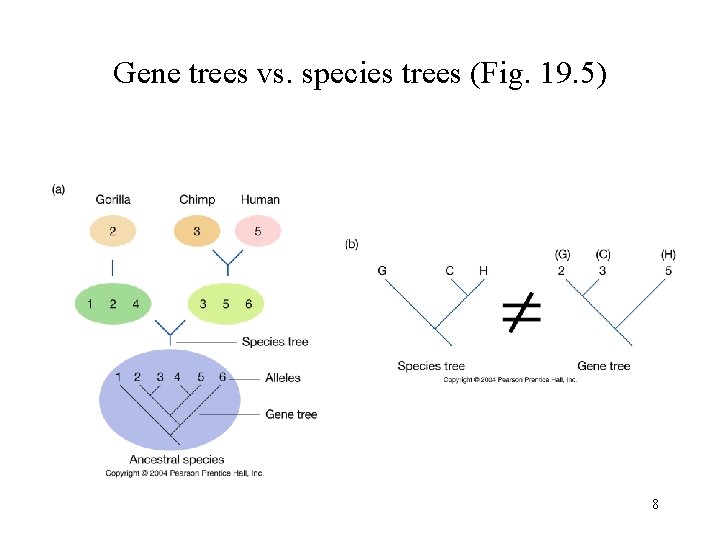 Gene trees vs. species trees (Fig. 19. 5) 8 