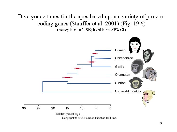 Divergence times for the apes based upon a variety of proteincoding genes (Stauffer et