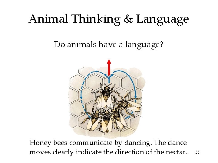Animal Thinking & Language Do animals have a language? Honey bees communicate by dancing.