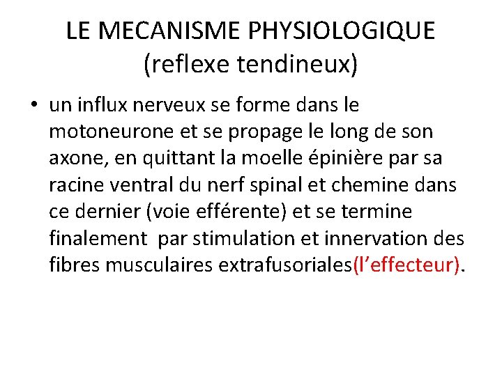 LE MECANISME PHYSIOLOGIQUE (reflexe tendineux) • un influx nerveux se forme dans le motoneurone