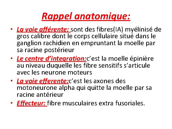 Rappel anatomique: • La voie afférente: sont des fibres(IA) myélinisé de gros calibre dont