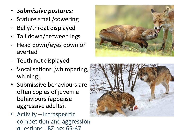  • • • Submissive postures: Stature small/cowering Belly/throat displayed Tail down/between legs Head