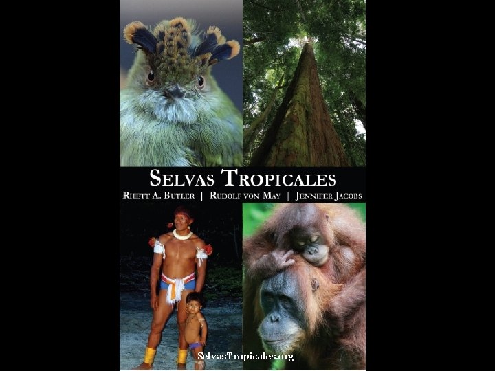 Selvas. Tropicales. org 