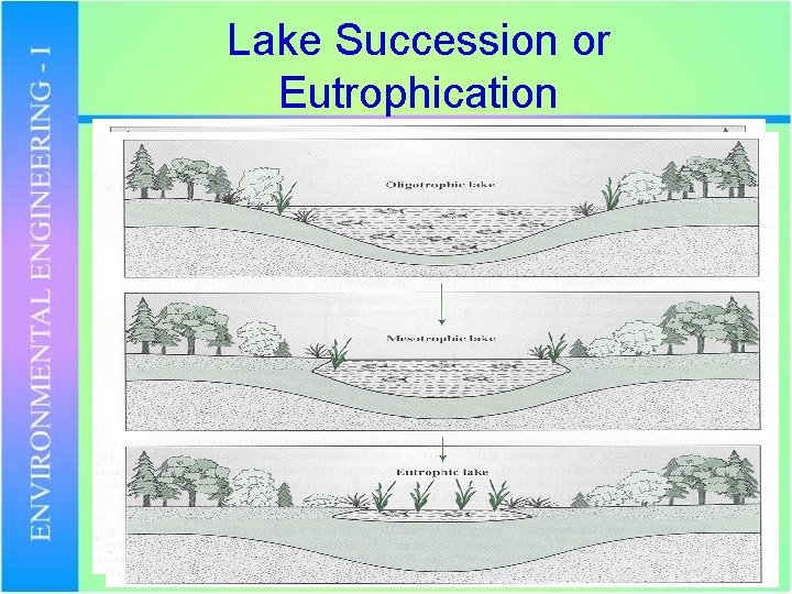 Lake Succession or Eutrophication 