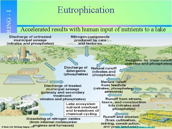 Eutrophication Accelerated results with human input of nutrients to a lake © Brooks/Cole Publishing