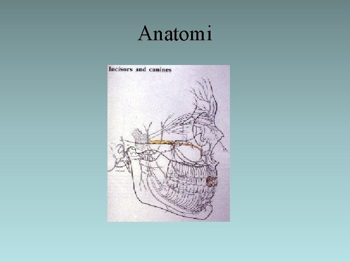 Anatomi 