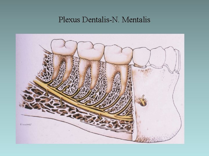 Plexus Dentalis-N. Mentalis 