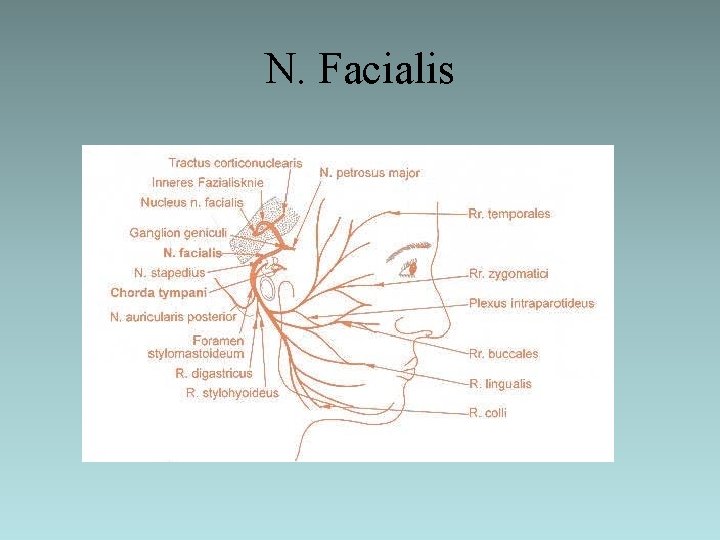 N. Facialis 