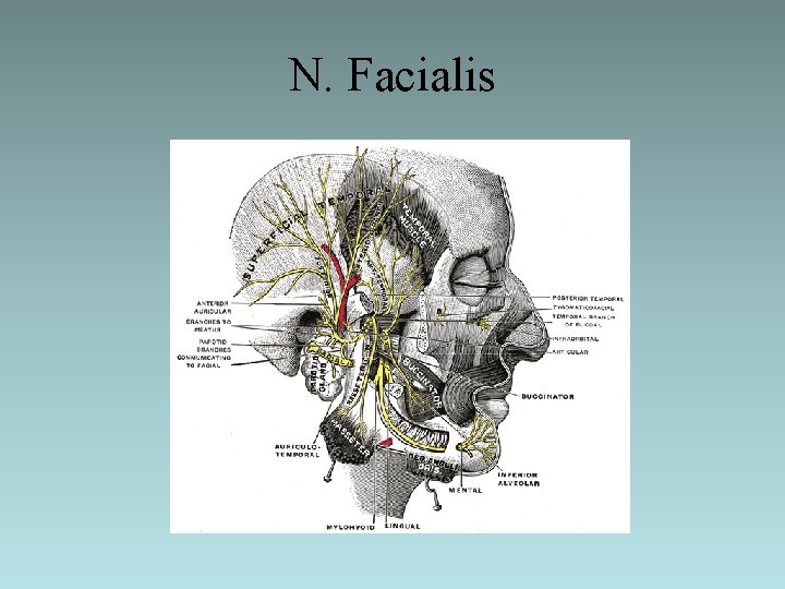 N. Facialis 