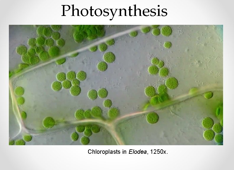 Photosynthesis Chloroplasts in Elodea, 1250 x. 