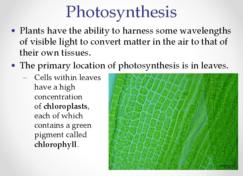 Photosynthesis • Plants have the ability to harness some wavelengths of visible light to