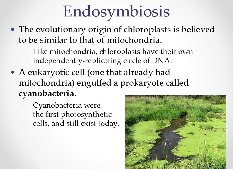 Endosymbiosis • The evolutionary origin of chloroplasts is believed to be similar to that