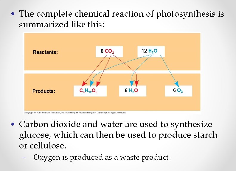  • The complete chemical reaction of photosynthesis is summarized like this: • Carbon