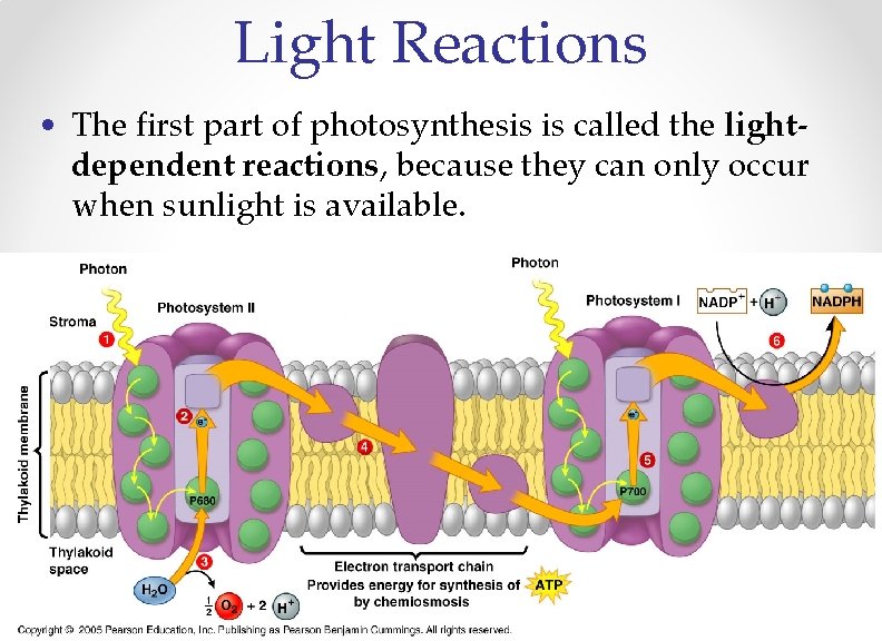 Light Reactions • The first part of photosynthesis is called the lightdependent reactions, because
