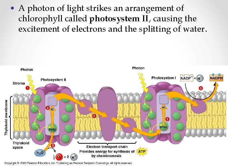  • A photon of light strikes an arrangement of chlorophyll called photosystem II,